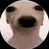 هاکوی🦦؟