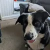 boxertrix1