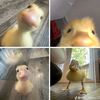 duckthing21