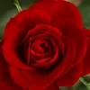hede.hawlery