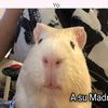 isaura.yohana.med