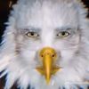 beak4576
