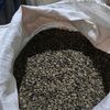 juragan robusta