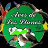 avez_y_llanura🦜🤠