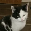 peppy7024
