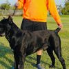 canecorsolov01