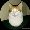 egg cat sụp đổ ⬇