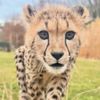 the_cheetah_queen1
