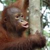 joyfullittle.monkeys