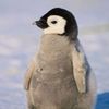 penguin_king08