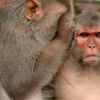 playacting.monkeys