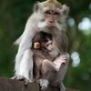 babymonkey.land