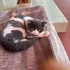meomeo_lovepate