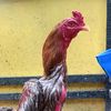 roosterbondowoso