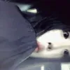 hsqbambiiz0