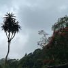 sriayuwd24