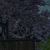 buddy_nott1pin