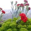 sawsane.amoun