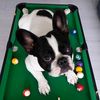 bulldog_platosha