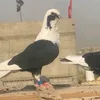 khilan_99