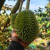 seang.haing.hai