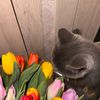 guvanjova_13