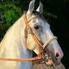 shahzad04755