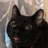 .feline