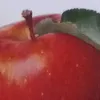 appal.drnnk