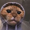 ilovecat574