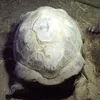 zerbon86