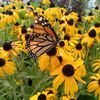 belovedwildflower7