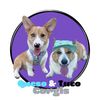 quesoandtacocorgis