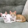 zzhhiiuu