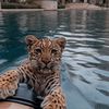 *🥷🏼🦁*