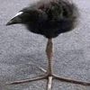 ptichka.bird6