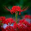 joe.z142