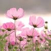 fairies_756