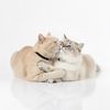sumojudo.catfighter