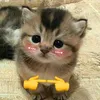 tolatuaxzhehe