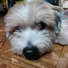 chowder_the_monst