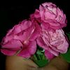 md.ashikmolla7