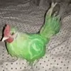 janseve.tiktok.2