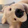 petslover246