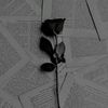 shimaa_jm_008
