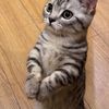 animallogic_