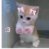 stariee_starss