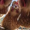 syifterandchicken2