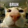 bruvg1248