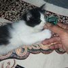iwan_ishak
